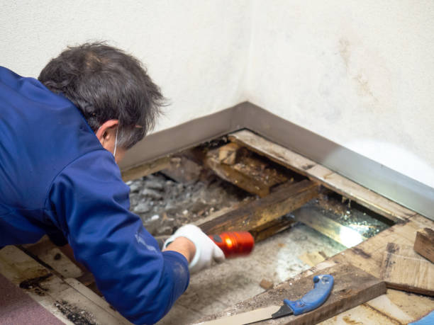 Best Same-Day Mold Removal  in Palermo, NJ