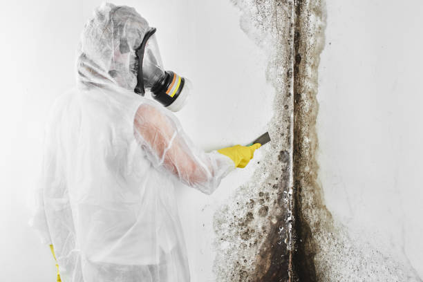 Best Fast Mold Removal  in Palermo, NJ