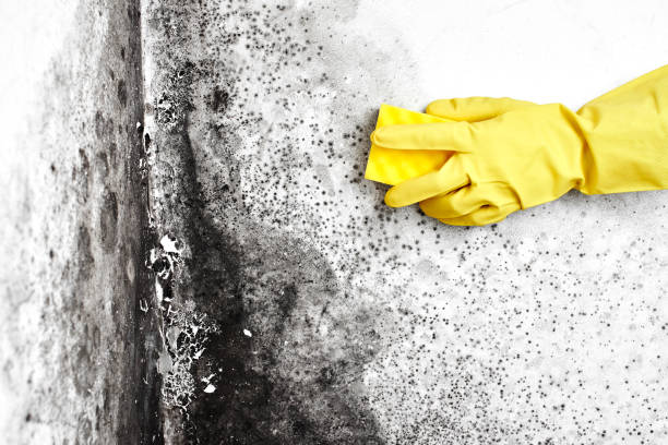 Best Mold Testing  in Palermo, NJ