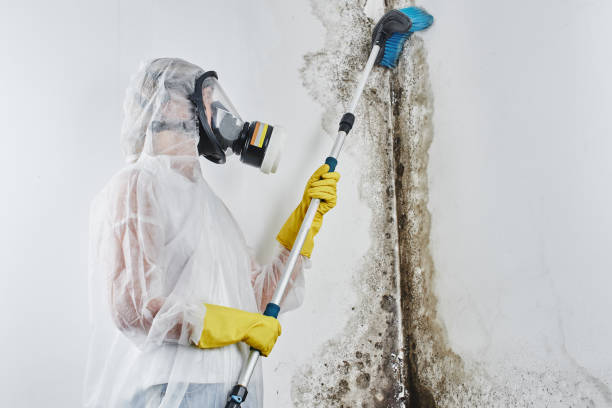 Palermo, NJ Mold Removal Company