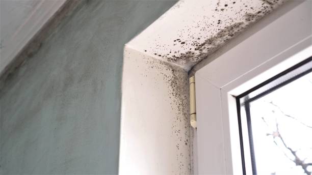 Mold Testing and Removal in Palermo, NJ