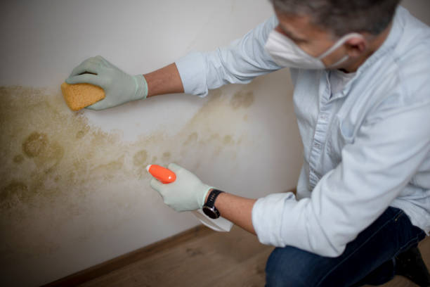 Home Mold Removal in Palermo, NJ