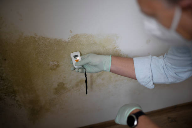 Best Mold Testing and Removal  in Palermo, NJ
