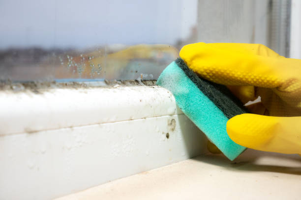 Best Toxic Mold Removal  in Palermo, NJ