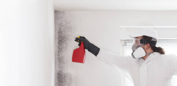 Palermo, NJ Mold Removal Company