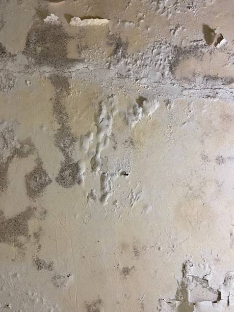 Best Home Mold Removal  in Palermo, NJ