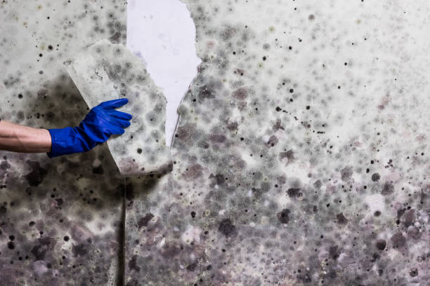 Best Office Mold Removal Services  in Palermo, NJ