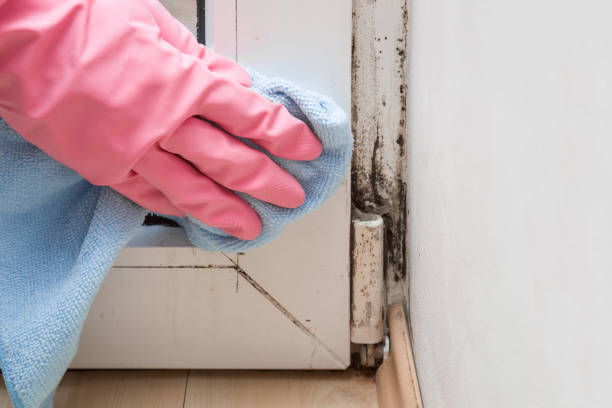 Palermo, NJ Mold Removal Company